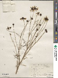 Coreopsis tinctoria image