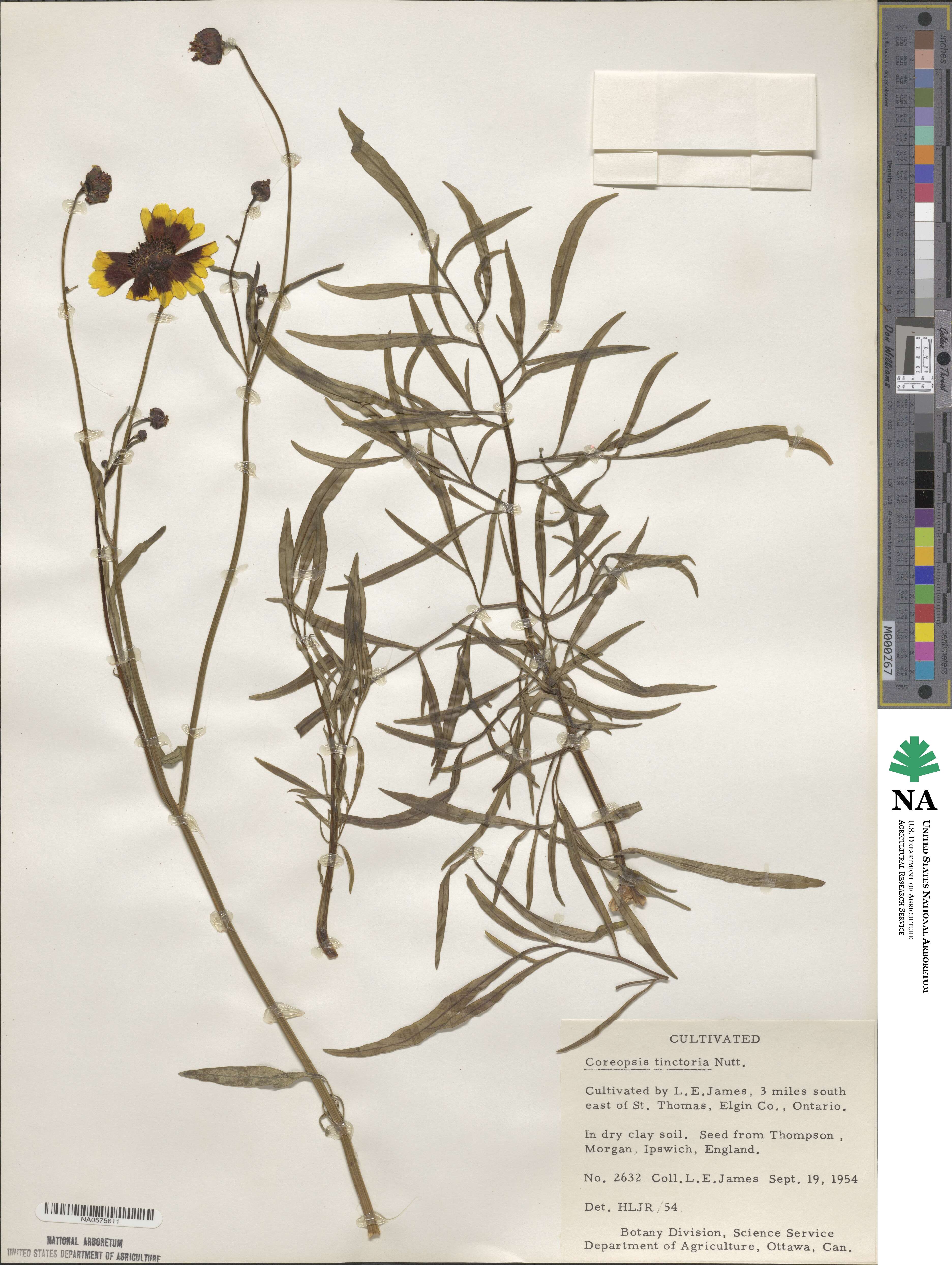 Coreopsis tinctoria image