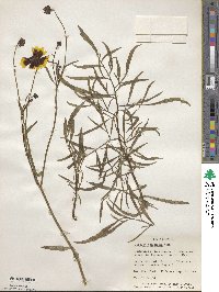 Coreopsis tinctoria image