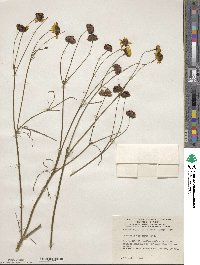 Coreopsis tinctoria image