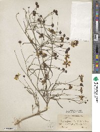 Coreopsis tinctoria image