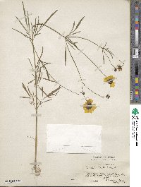 Coreopsis tinctoria image