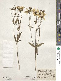 Coreopsis tripteris image