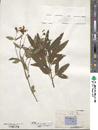 Coreopsis tripteris image