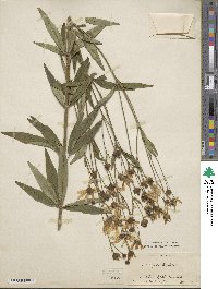 Coreopsis tripteris image