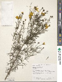 Coreopsis verticillata image