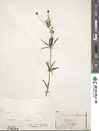 Coreopsis verticillata image