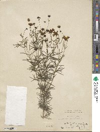 Coreopsis verticillata image