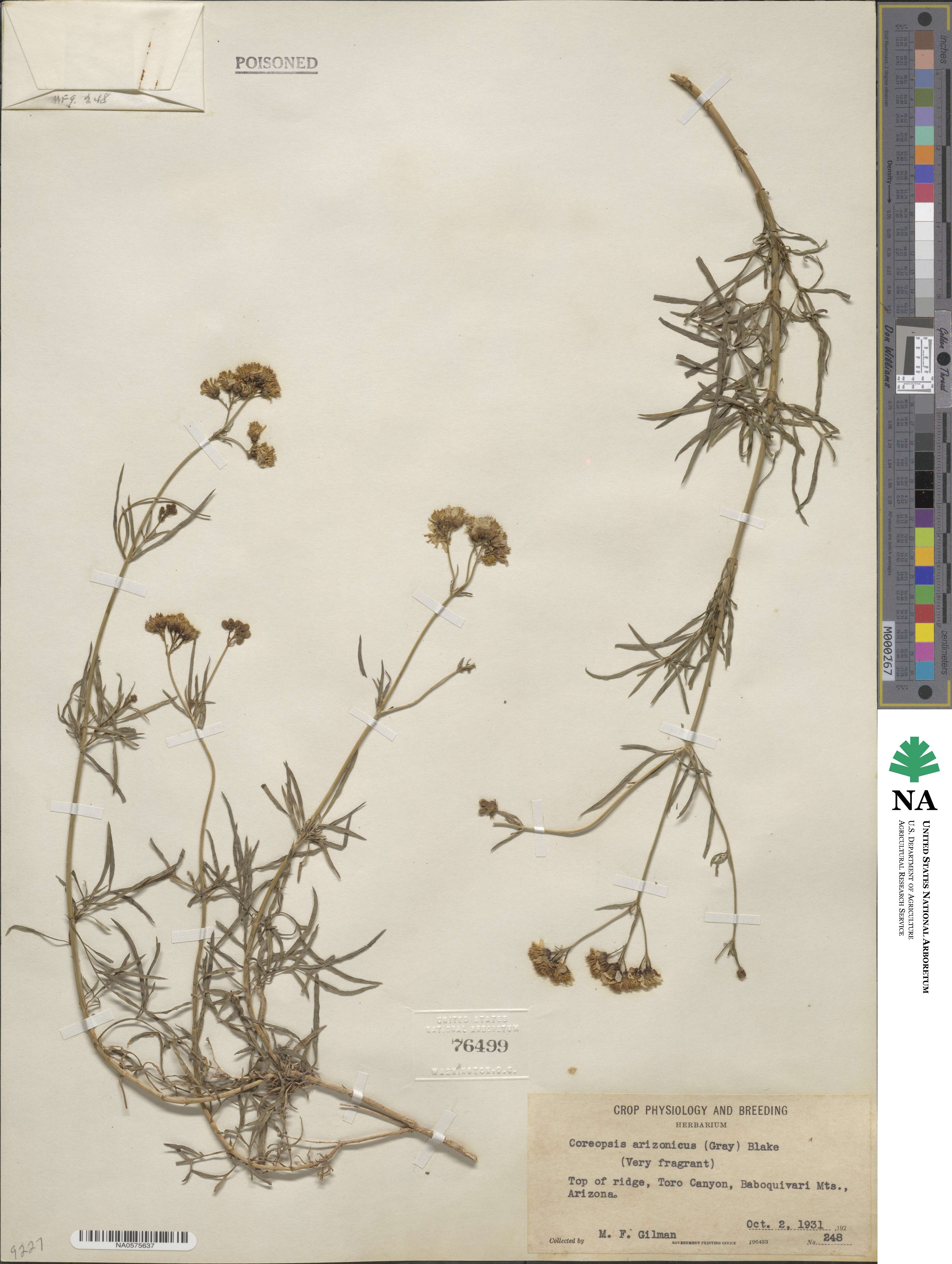 Coreocarpus image