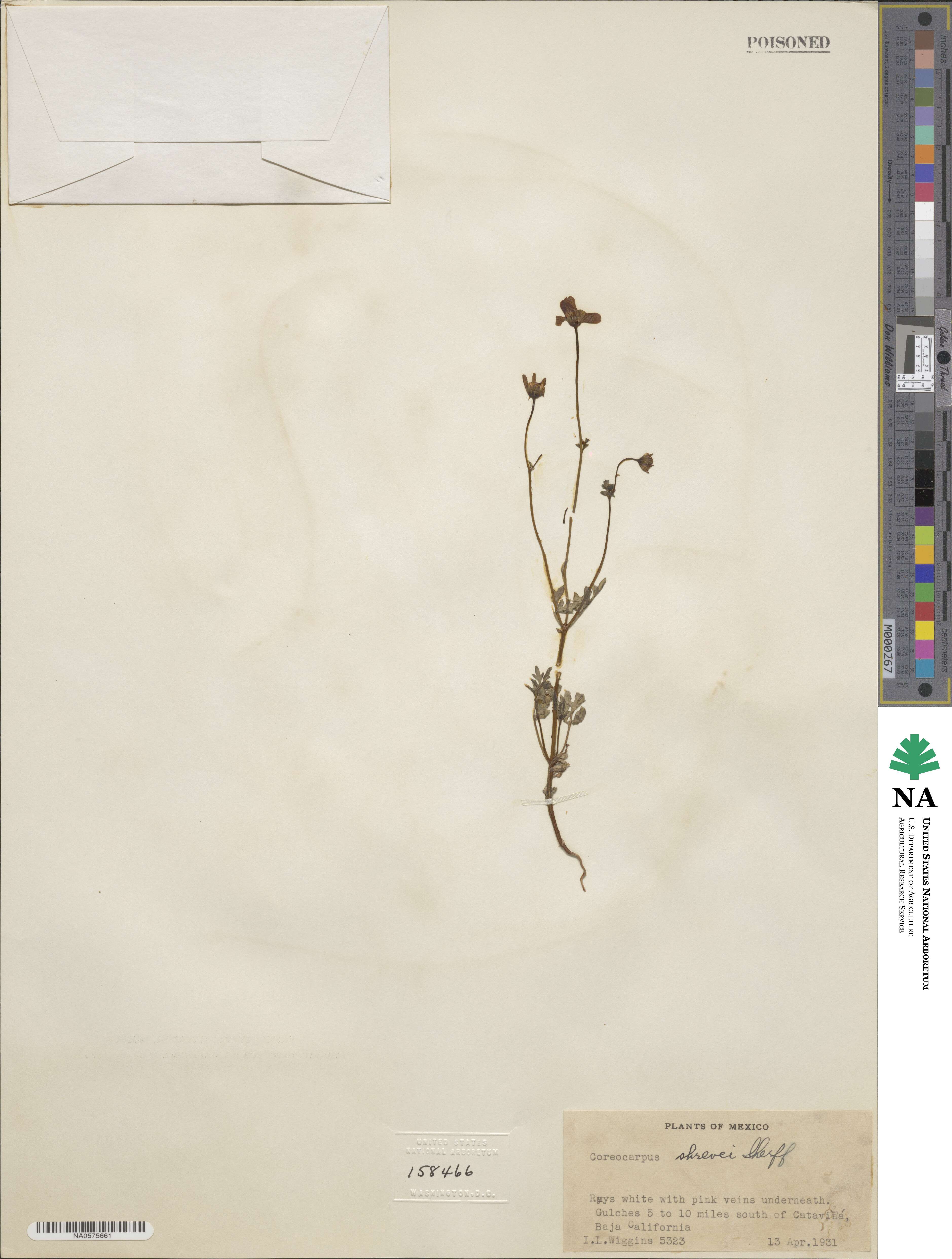 Coreocarpus parthenioides image
