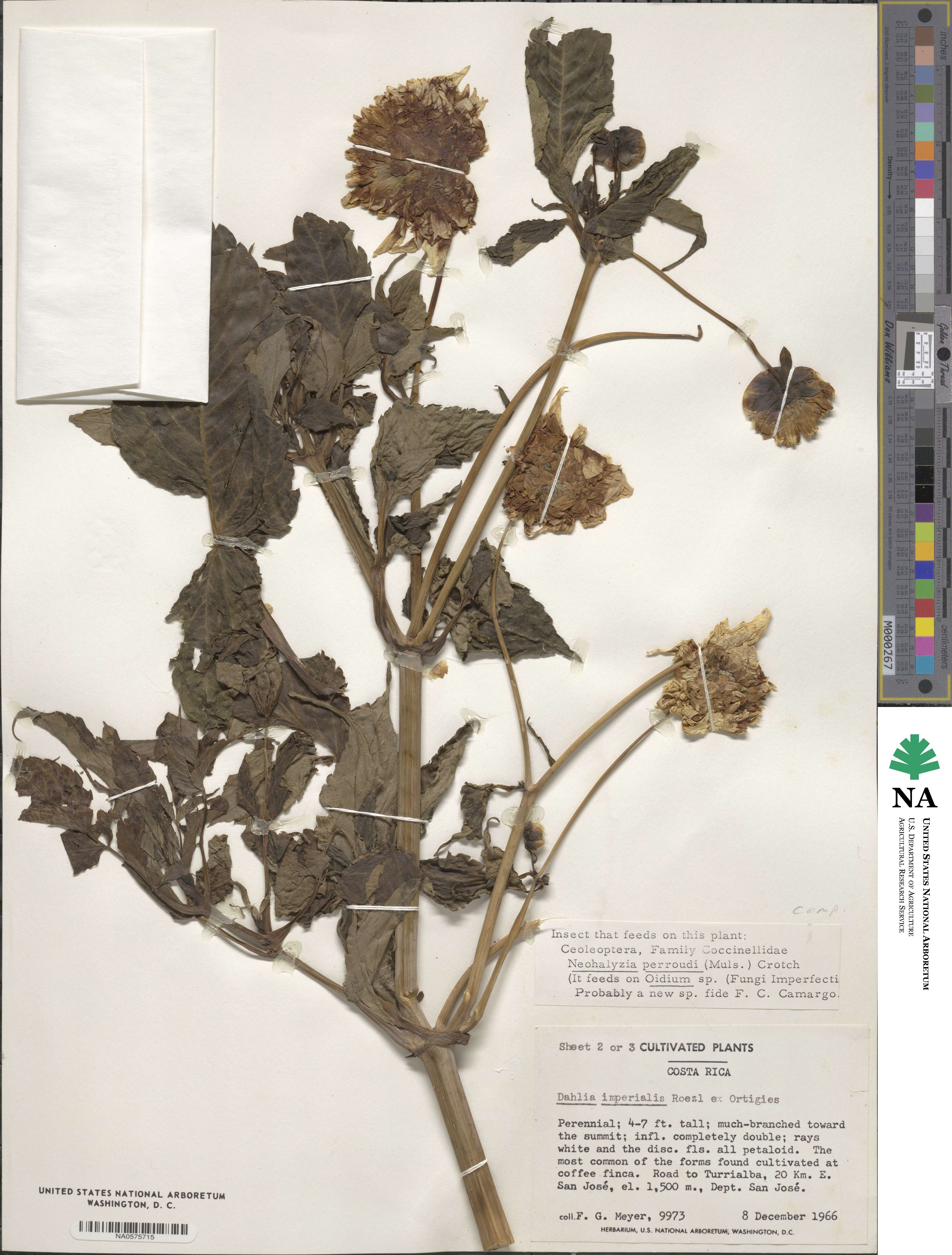 Dahlia imperialis image