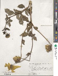 Image of Dahlia pinnata