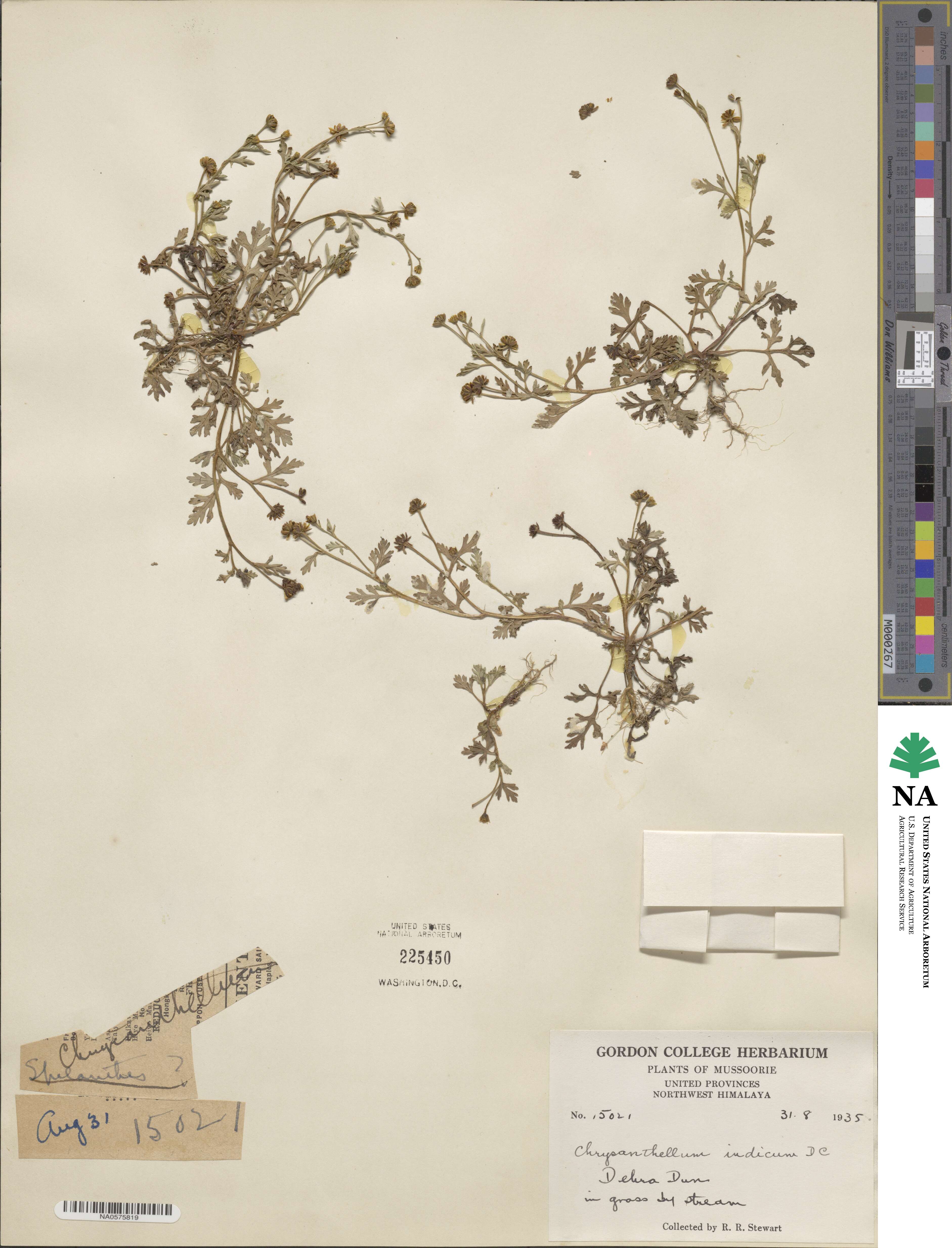 Chrysanthellum indicum image