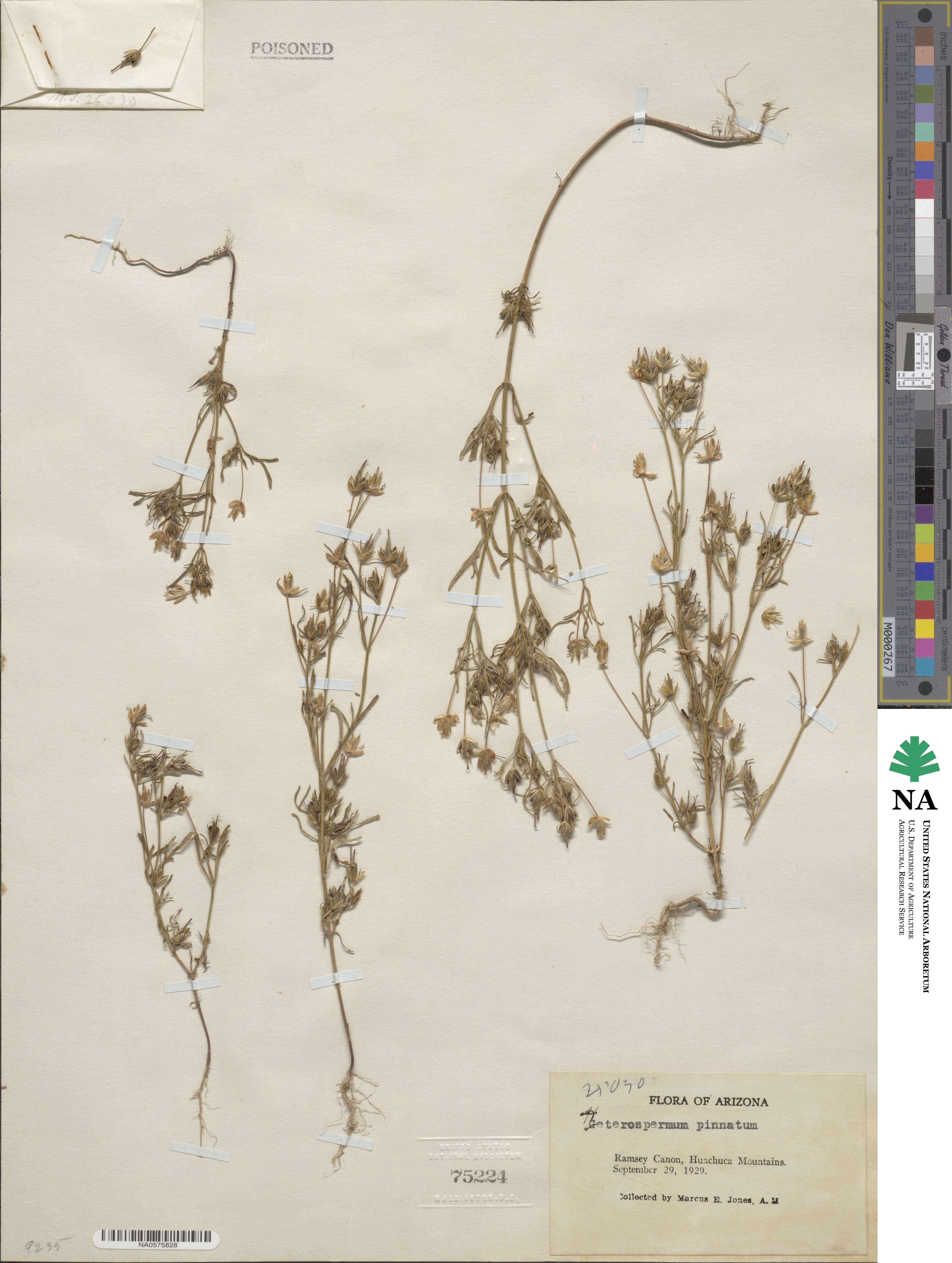 Heterosperma pinnatum image