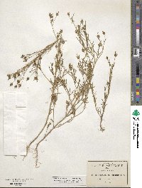 Heterosperma pinnatum image