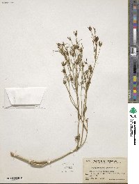 Heterosperma pinnatum image