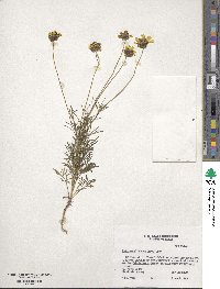 Image of Thelesperma filifolium