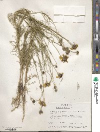 Thelesperma filifolium image