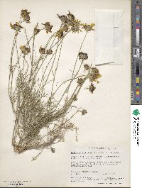 Thelesperma filifolium image