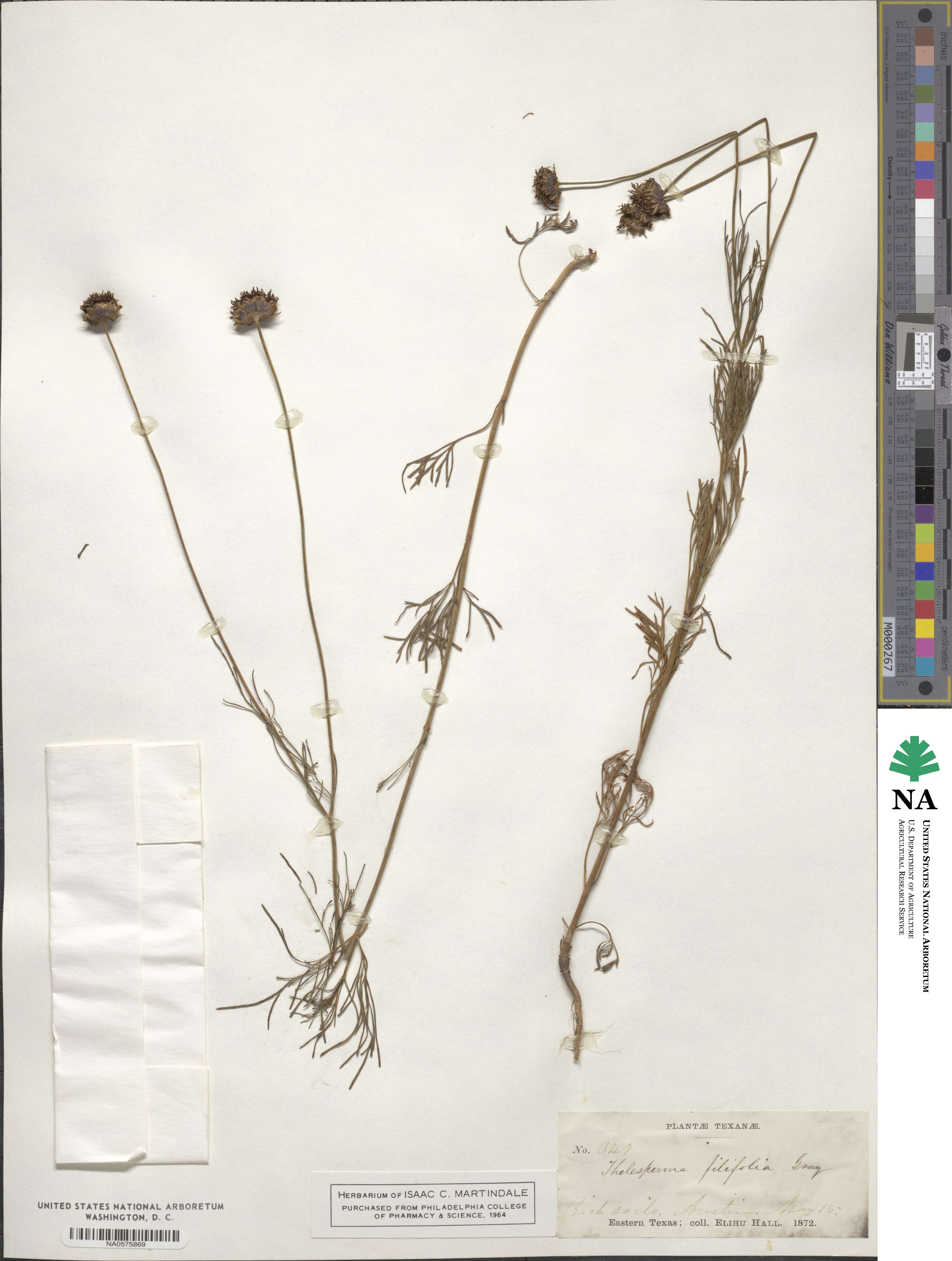 Thelesperma filifolium image