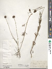 Thelesperma filifolium image