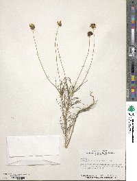 Thelesperma filifolium image