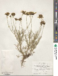 Thelesperma filifolium image