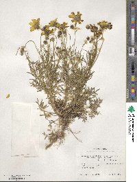 Thelesperma filifolium image