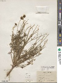 Thelesperma filifolium image