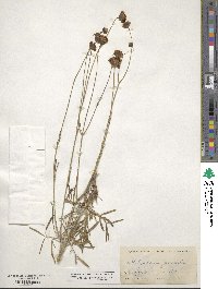 Thelesperma megapotamicum image