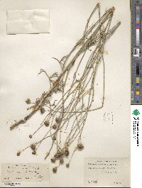 Thelesperma megapotamicum image