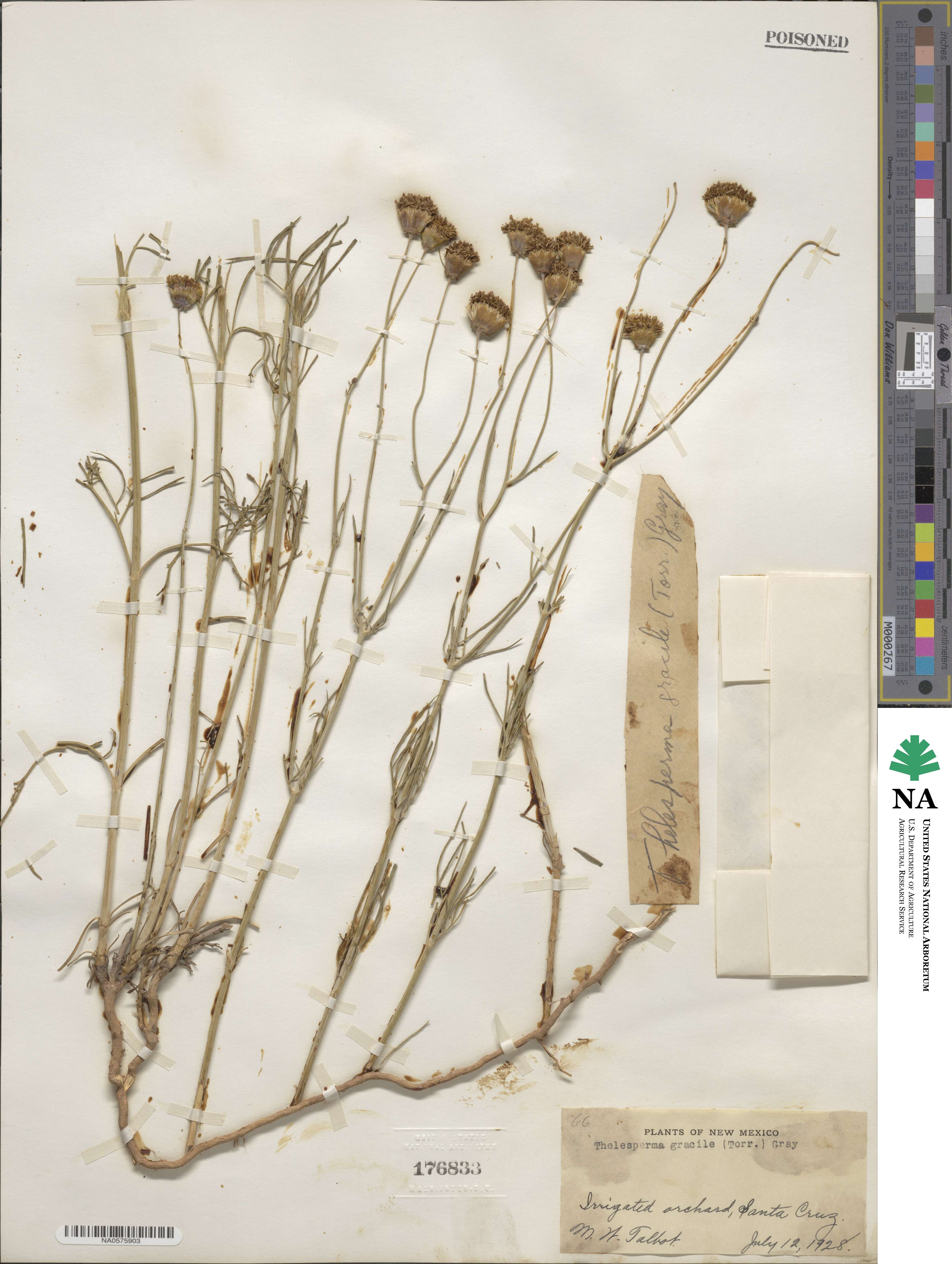 Thelesperma megapotamicum image