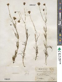 Thelesperma megapotamicum image