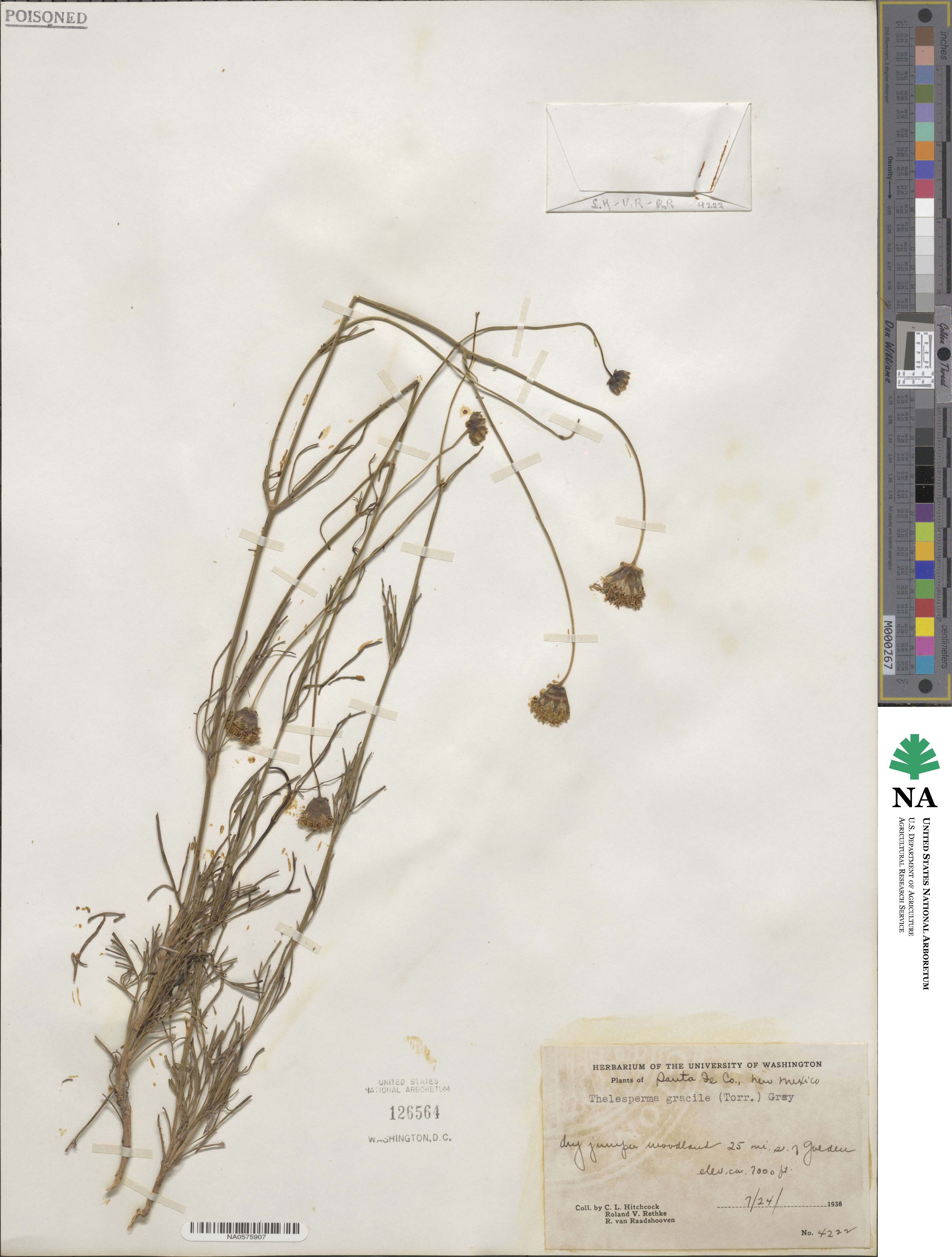 Thelesperma megapotamicum image