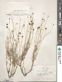 Thelesperma longipes image