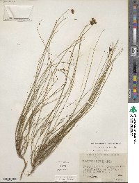 Thelesperma longipes image