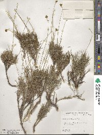 Thelesperma longipes image