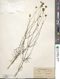 Thelesperma megapotamicum image