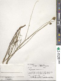 Thelesperma megapotamicum image