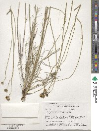 Thelesperma megapotamicum image