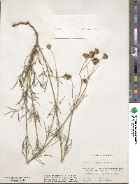 Thelesperma megapotamicum image