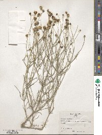 Thelesperma megapotamicum image