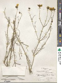 Thelesperma simplicifolium image