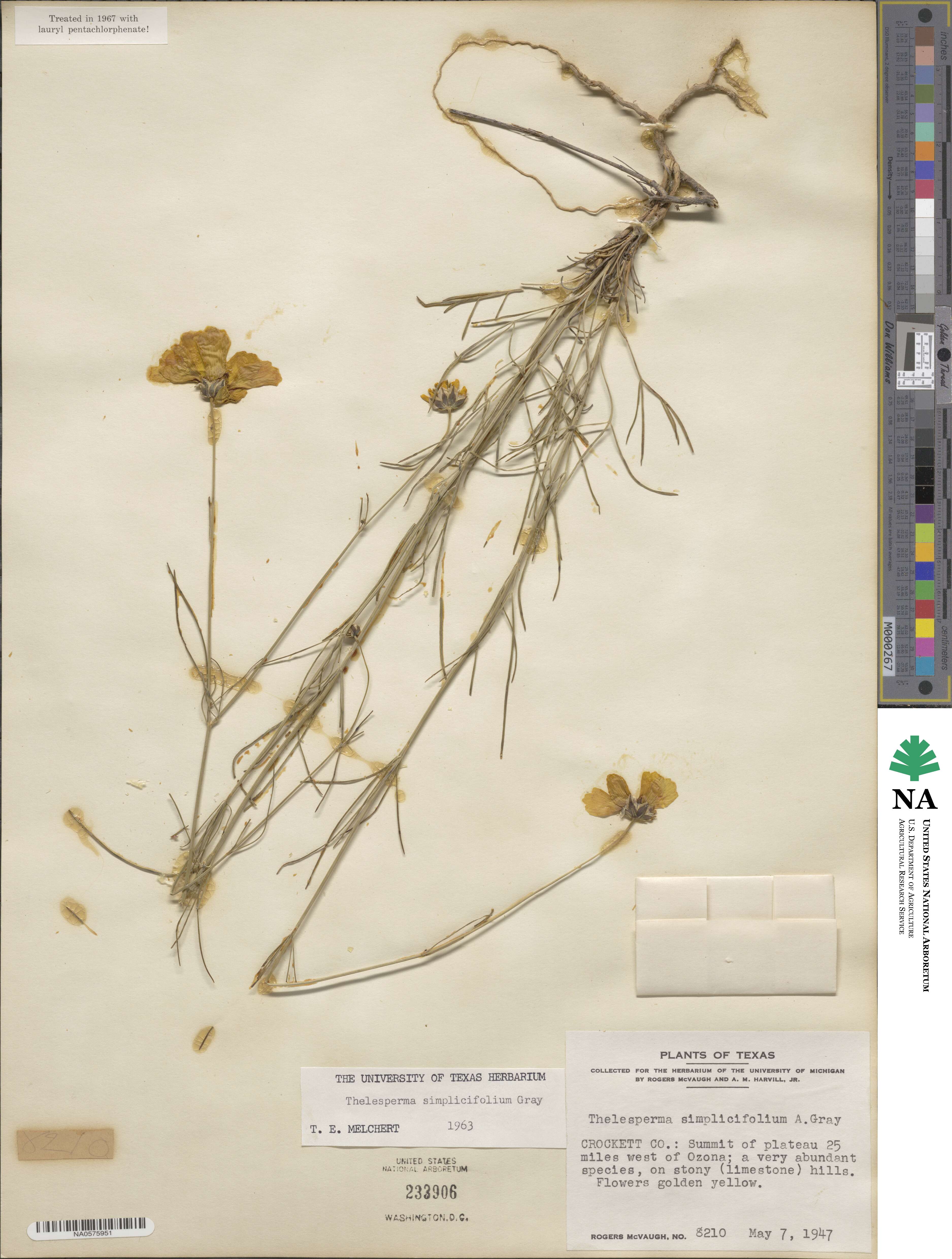 Thelesperma simplicifolium image