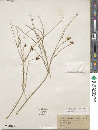 Thelesperma simplicifolium image