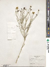 Thelesperma simplicifolium image