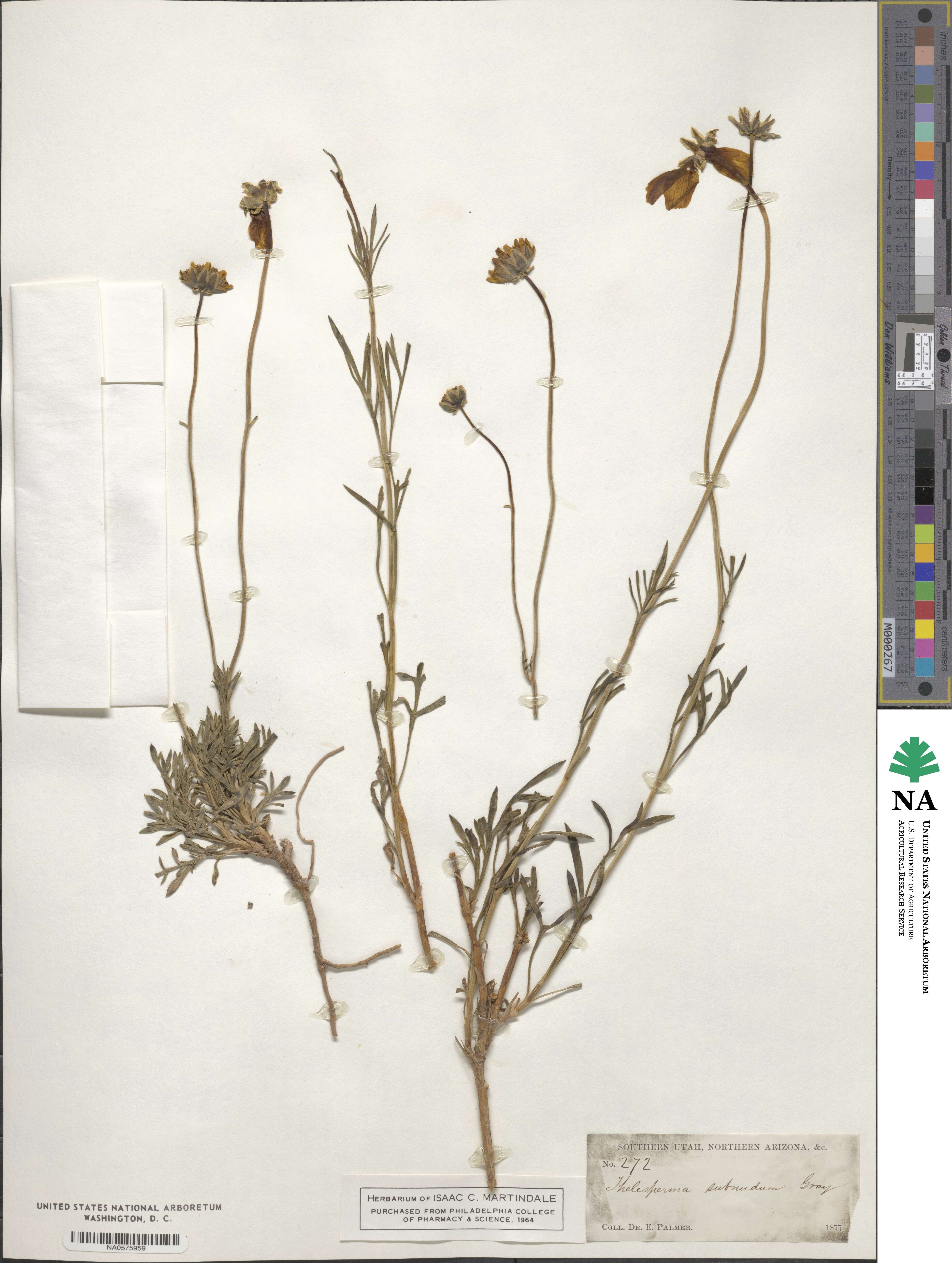 Thelesperma subnudum image
