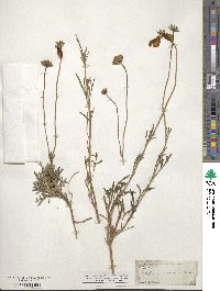 Thelesperma subnudum image