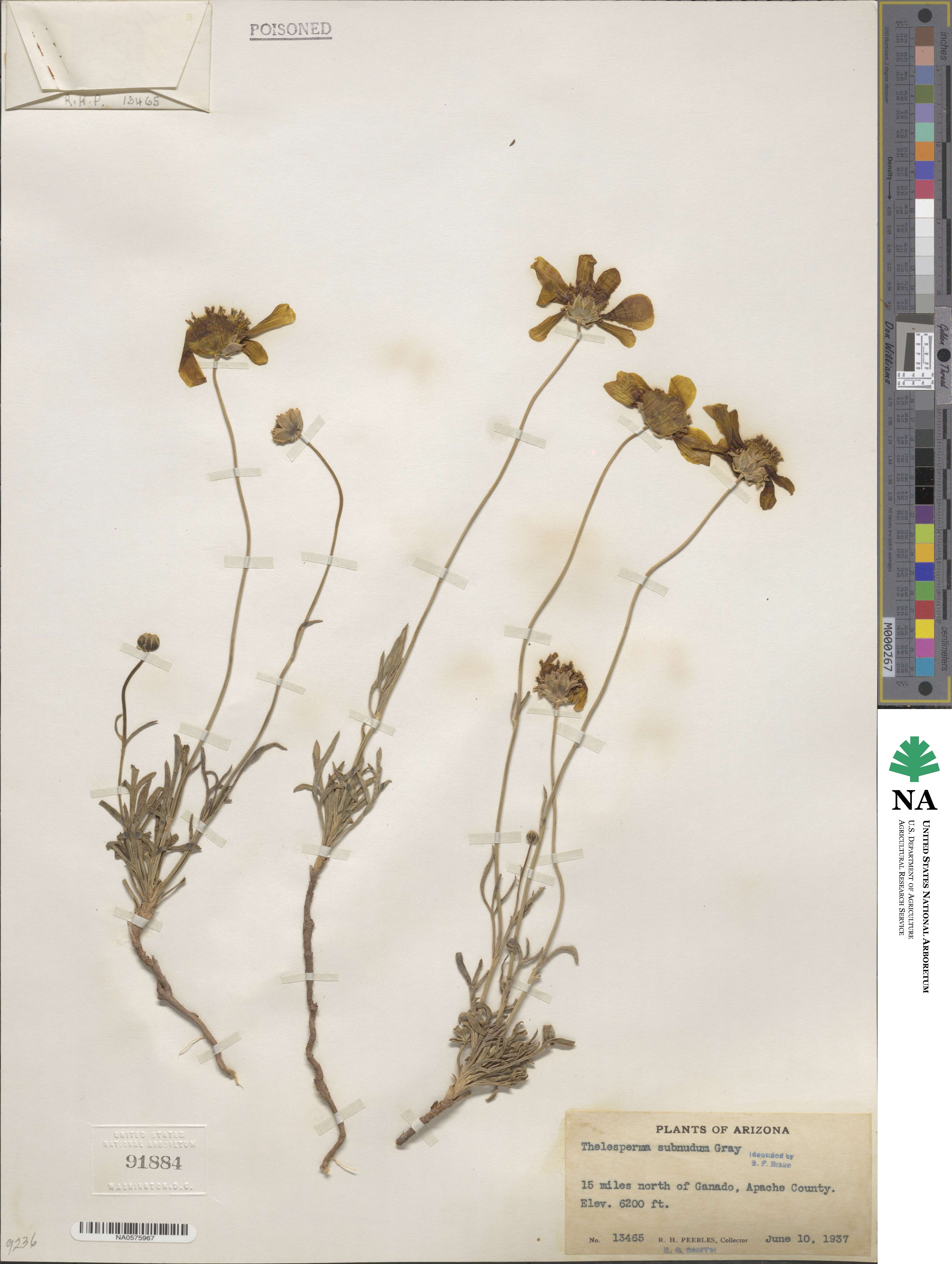 Thelesperma subnudum image
