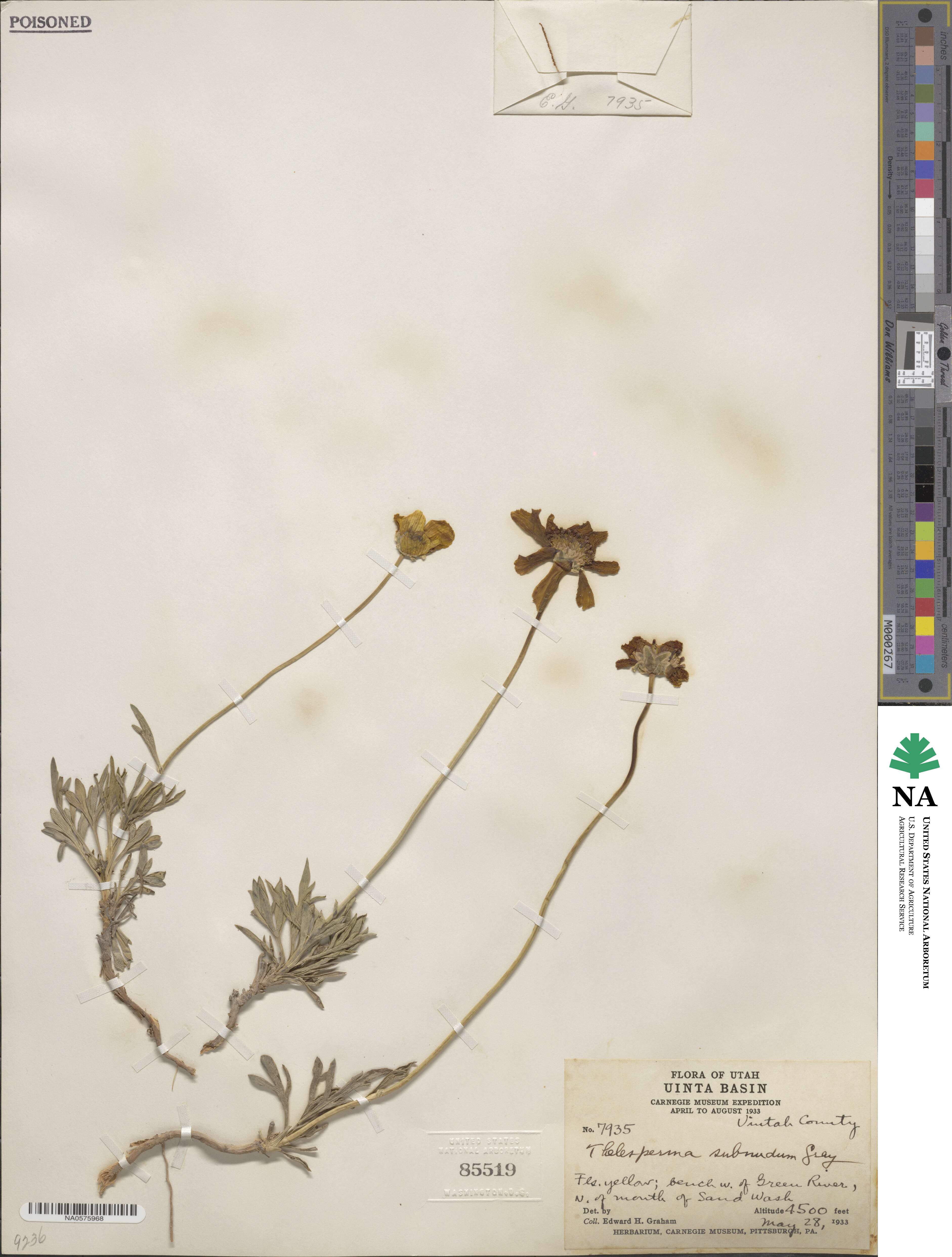 Thelesperma subnudum image